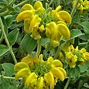 Phlomis fruticosa (żeleźniak krzewiasty)
