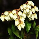 Pieris japonica (pieris japoński)