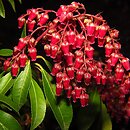 Pieris (pieris)