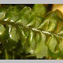 Plagiochila asplenioides (skosatka zanokcicowa)