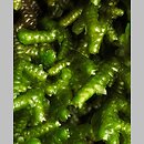 Porella arboris-vitae (parzoch pieprzowy)