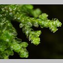 Porella platyphylla (parzoch szerokolistny)