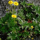 Potentilla crantzii (pięciornik alpejski)