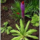 Primula viali (pierwiosnek Viala)