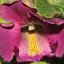Proboscidea fragrans