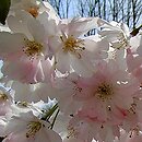 Prunus serrulata (wiśnia piłkowana)