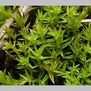 Pseudocrossidium (frędzlik)