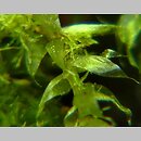 Pseudotaxiphyllum elegans (lśniątka wytworna)