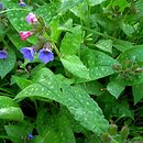 Pulmonaria officinalis (miodunka plamista)