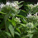 Pycnanthemum verticillatum var. pilosum (tulia omszona)