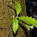 Quercus libani (dąb libański)
