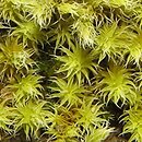 Niphotrichum canescens (szroniak siwy)