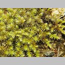 Niphotrichum (szroniak)