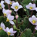 Ramonda myconi Rosea