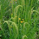 Reseda luteola (rezeda żółtawa)