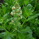 Reseda odorata (rezeda wonna)