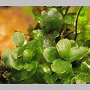 Rhizomnium punctatum (merzyk kropkowany)