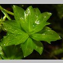 Rhodobryum roseum (różyczkoprątnik pospolity)