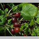 Ribes ×nidigrolaria (porzeczkoagrest)