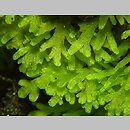 Riccardia multifida (lśniątka pierzastodzielna)
