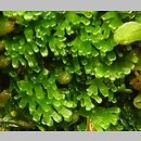 Riccardia palmata (lśniątka dłoniasta)