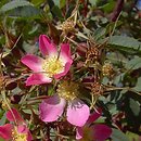 Rosa glauca (róża czerwonawa)