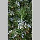 Rosmarinus officinalis (rozmaryn lekarski)
