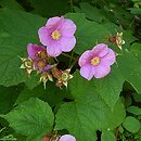Rubus odoratus (jeżyna pachnąca)