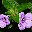 Ruellia humilis (ruellia niska)