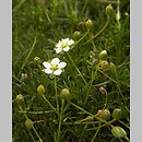 Sagina subulata (karmnik ościsty)