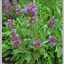 Salvia officinalis (szałwia lekarska)