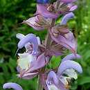 Salvia sclarea (szałwia muszkatołowa)