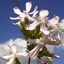 Saponaria (mydlnica)