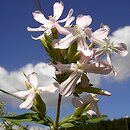 Saponaria officinalis (mydlnica lekarska)
