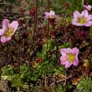 skalnice (Saxifraga) w ogrodzie