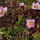 Saxifraga ×arendsii (skalnica Arendsa)
