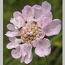 Scabiosa (driakiew)