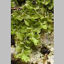 Scapania calcicola (skapanka wapienna)