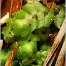 Scapania nemorea (skapanka gajowa)