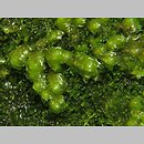 Scapania umbrosa (skapanka cienista)