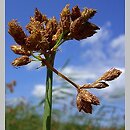 Schoenoplectus tabernaemontani (oczeret Tabernaemontanusa)
