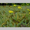 Petrosedum (rozchodnik (Petrosedum))