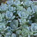 Sedum spathulifolium Cape Blanco
