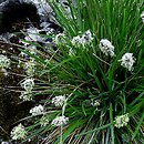 Sesleria heufleriana (sesleria Heuflera)