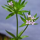 Sherardia arvensis (rolnica pospolita)