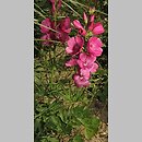 Sidalcea oregana (ślazownik oregoński)