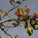 Sorbus aria (jarząb mączny)