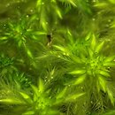 Sphagnum cuspidatum (torfowiec szpiczastolistny)