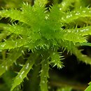 Sphagnum squarrosum (torfowiec nastroszony)