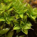 Syntrichia papillosa (pędzliczek brodawkowaty)